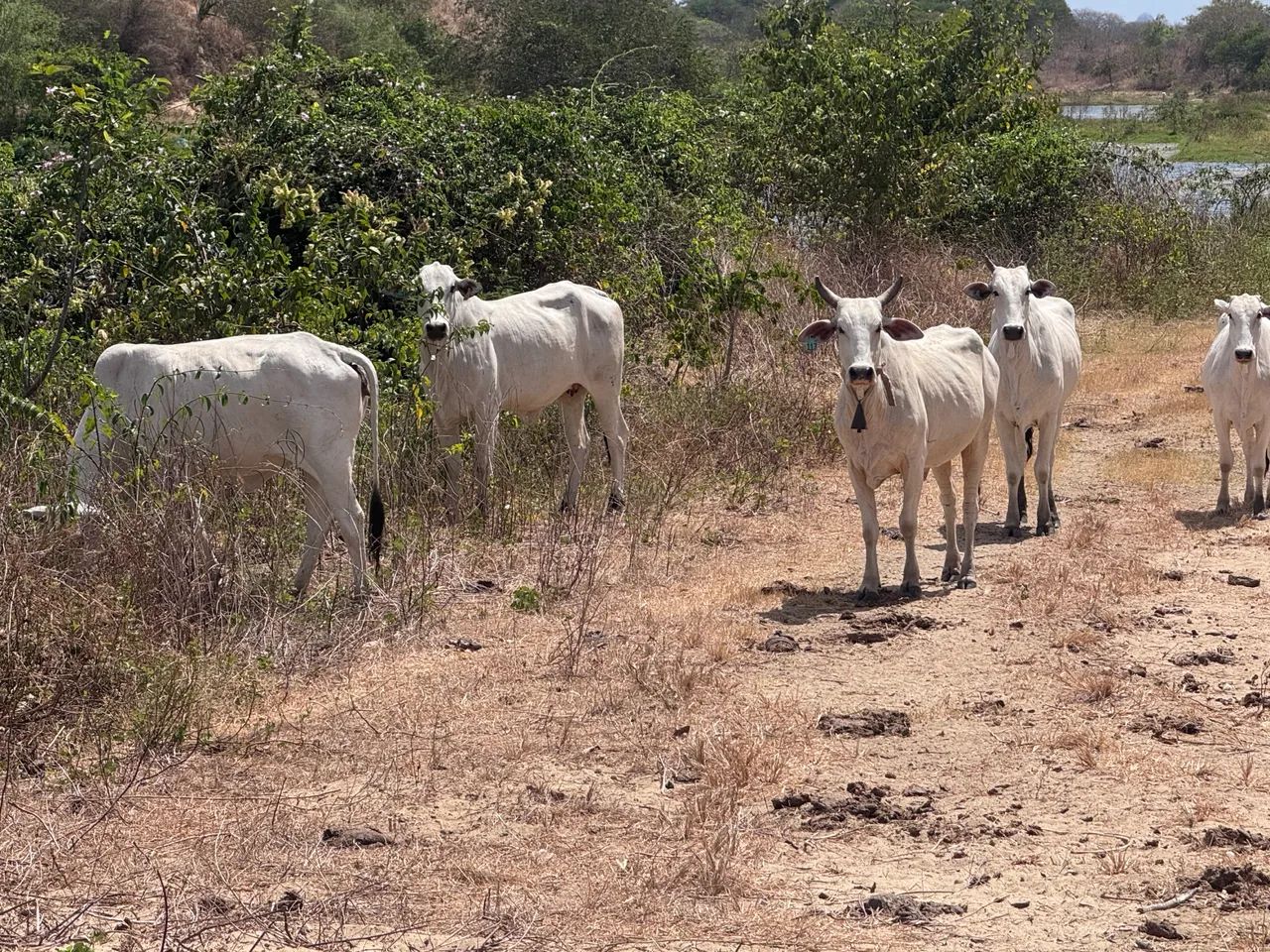 Vacas Nelore