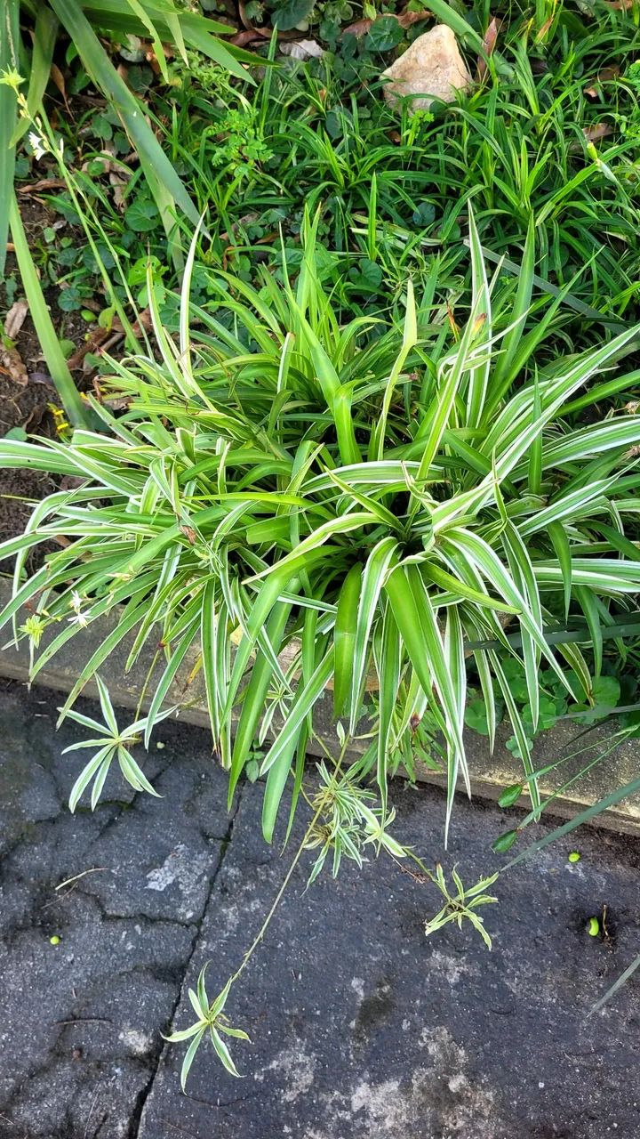 Plantas diversas  - Foto 3