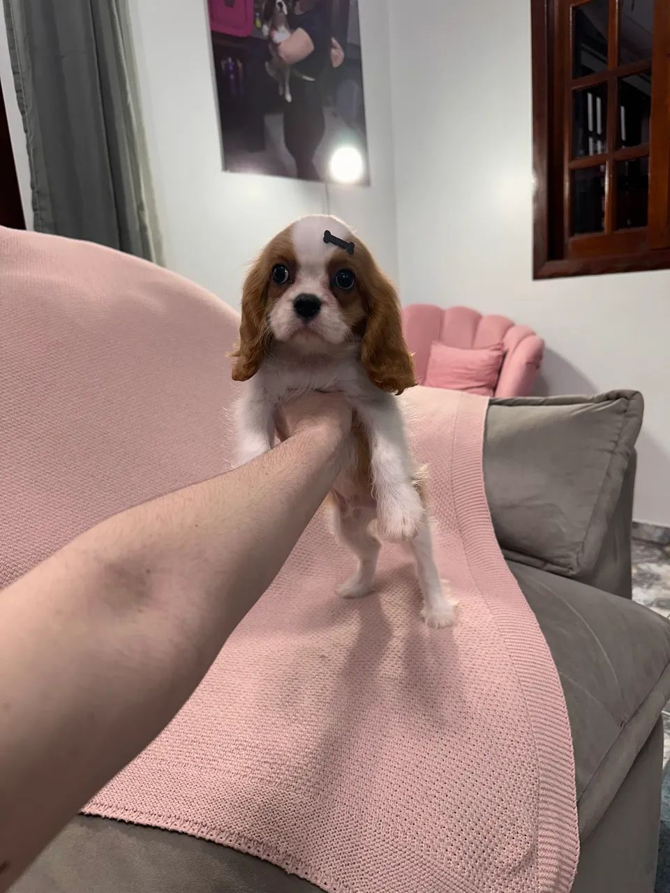 Cavalier King Charles Spaniel macho - Foto 2