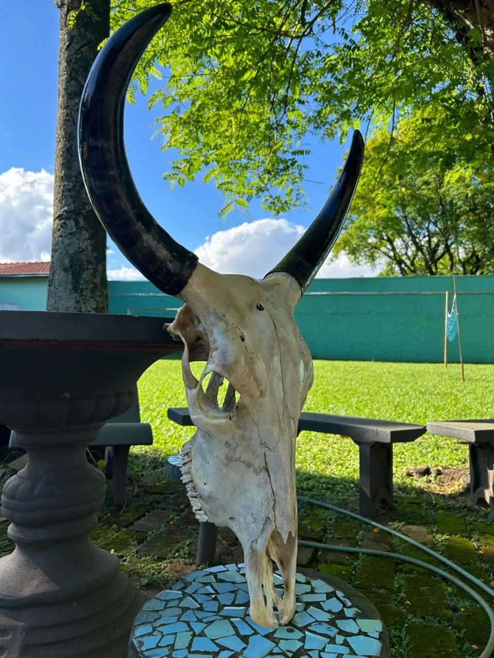 Crânio de Boi - Foto 2