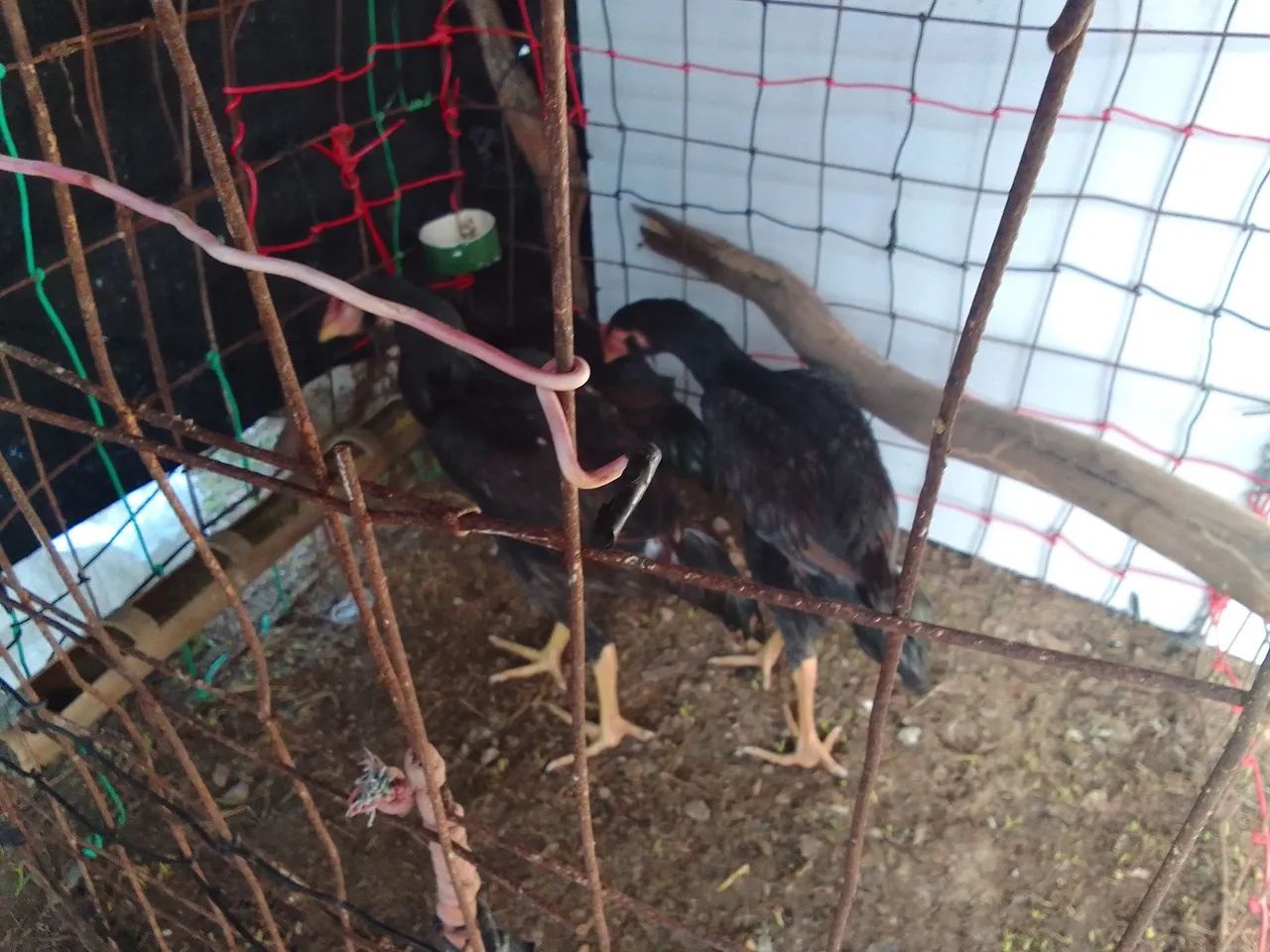 Frango indiano 50$ a unidade  - Foto 3