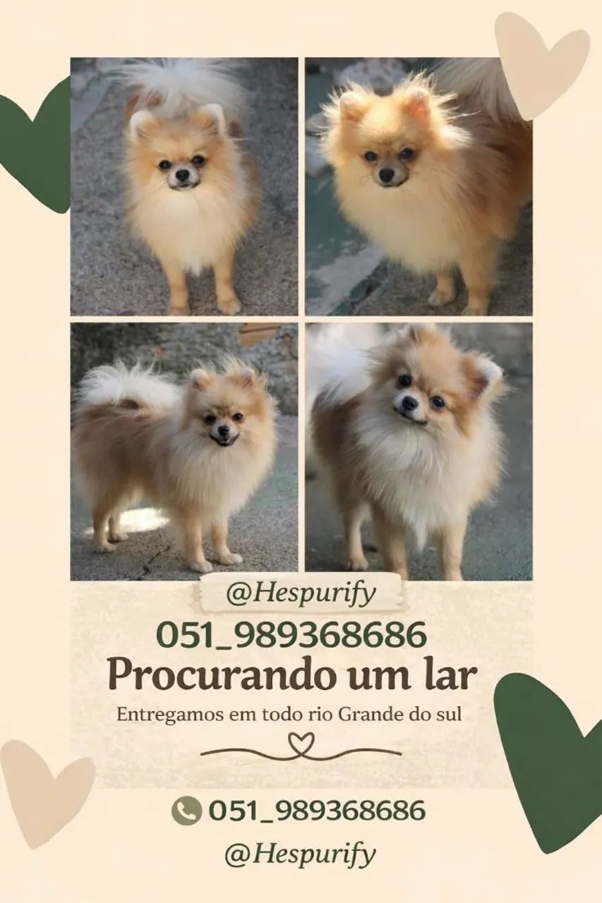 Lulu da Pomerânia tamanho definido - Foto 3