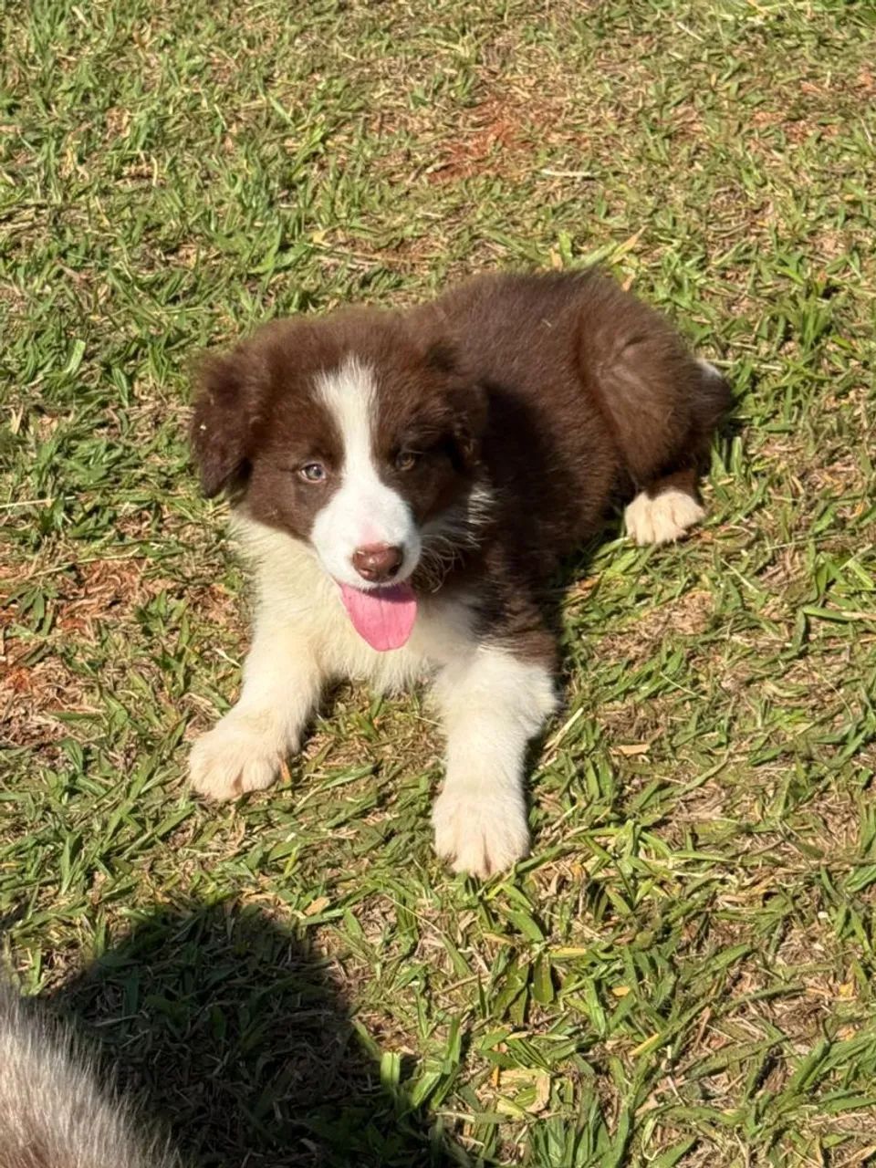 Border Collie chocolate