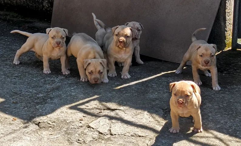 Filhotes de Pit Monsters  - Foto 5