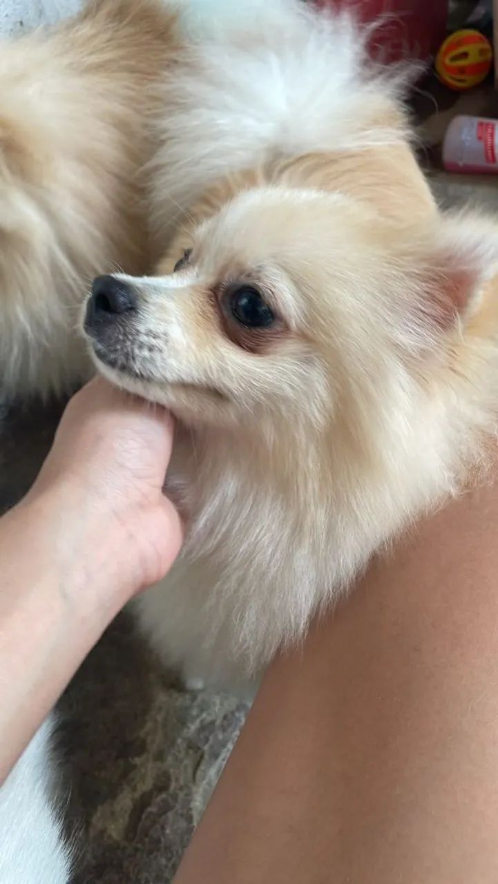 Lindo Lulu procurando uma namorada  - Foto 5
