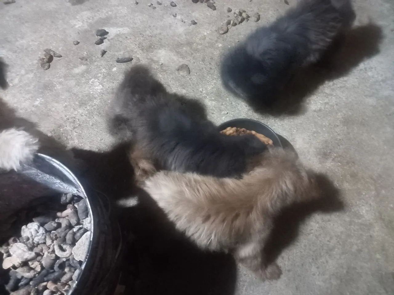Shih tzu 