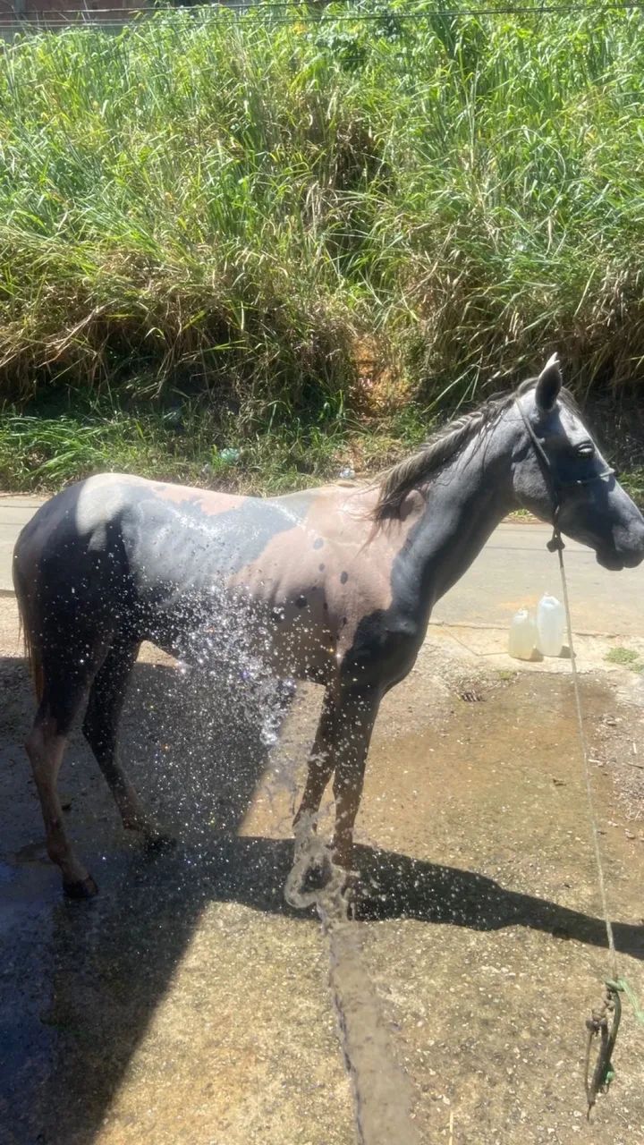 PORDO MANGALARGA  - Foto 4