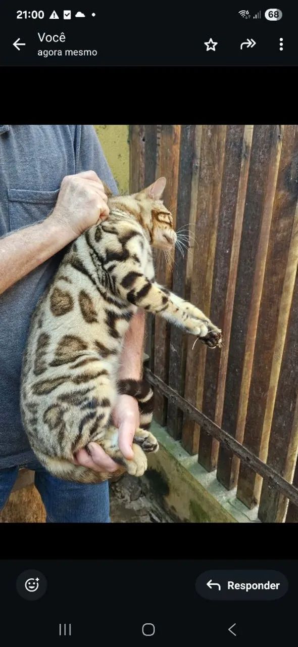 Bengal  - Foto 2