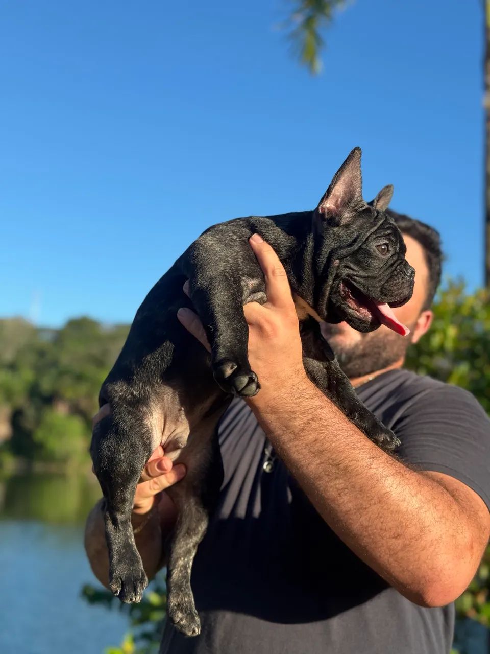 Filhote de buldogue francês  - Foto 3