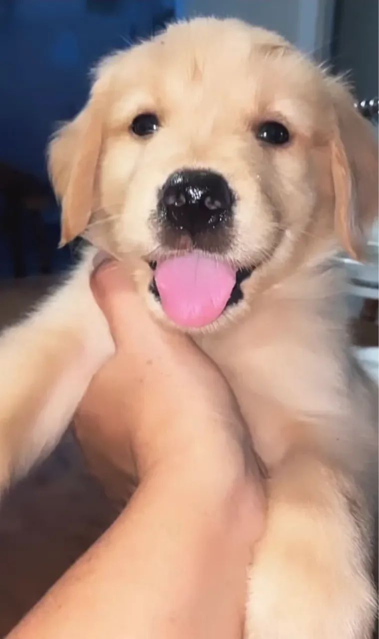Golden retriever  - Foto 2