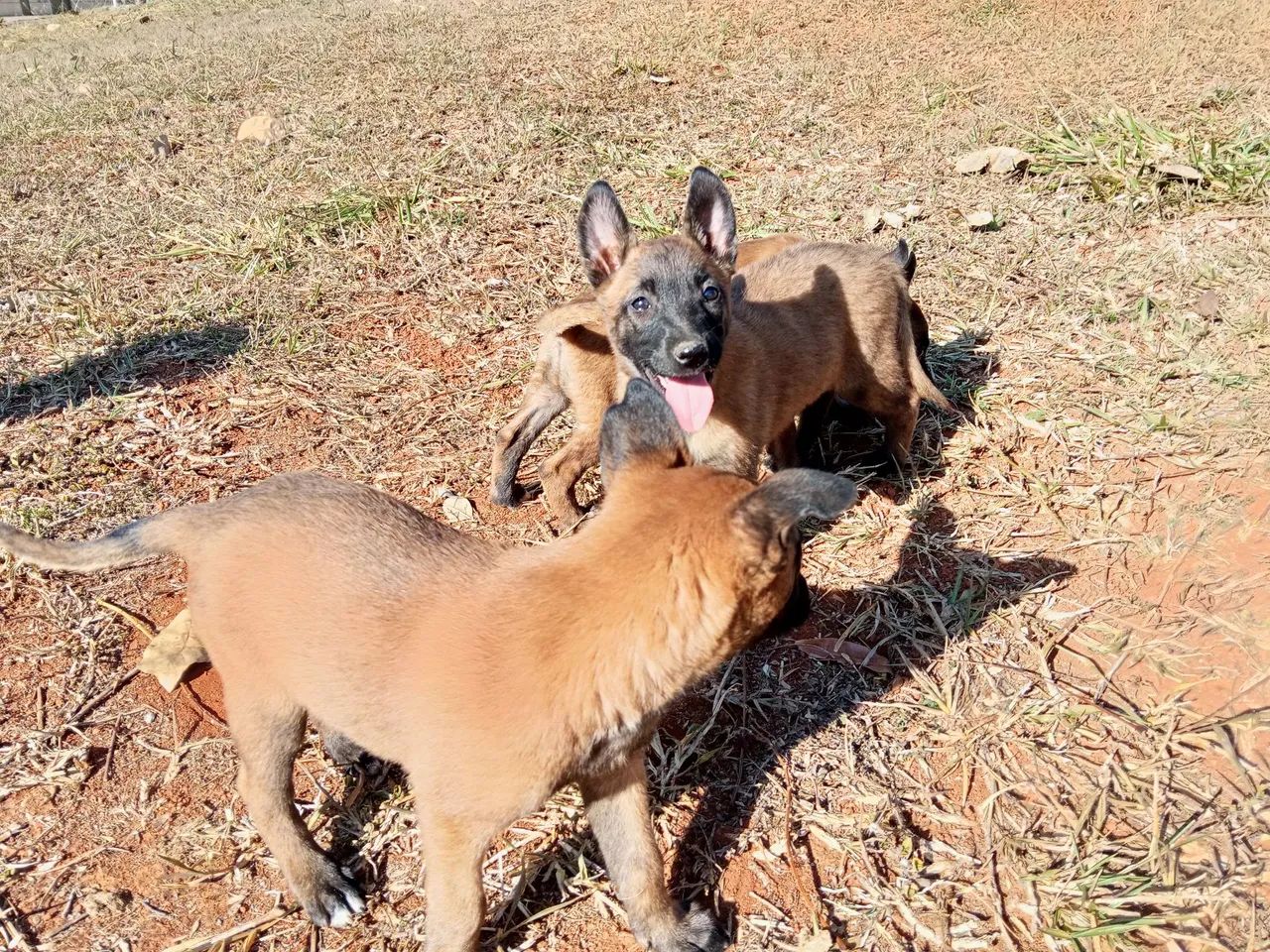 Pastor Malinoa  - Foto 3