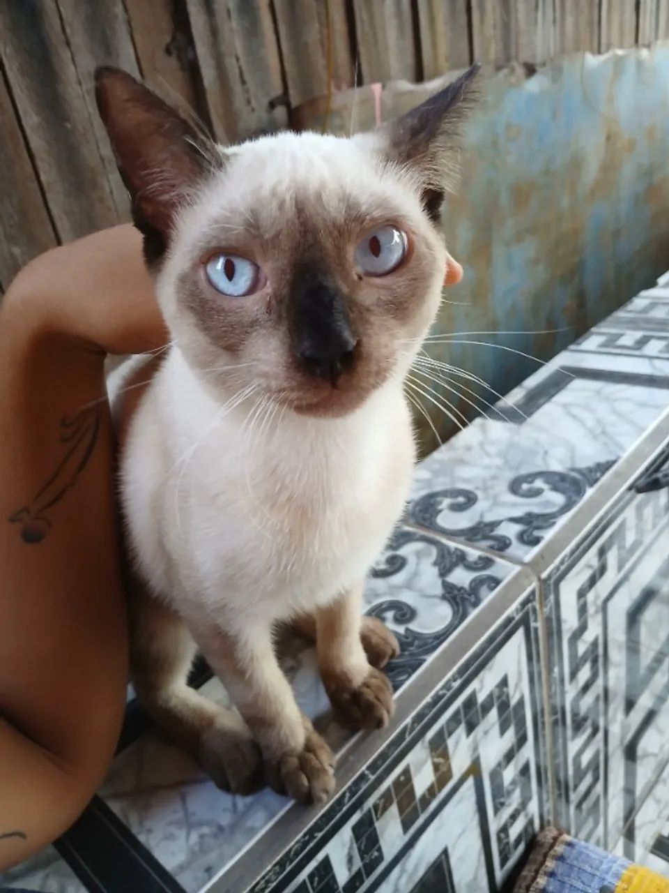 Macho bebê disponível para adoção  - Foto 4