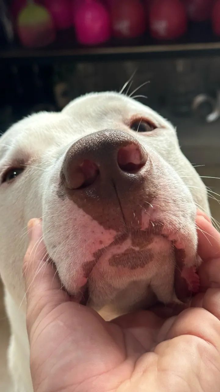 PROCURO FÊMEA PITTIBULL  - Foto 3
