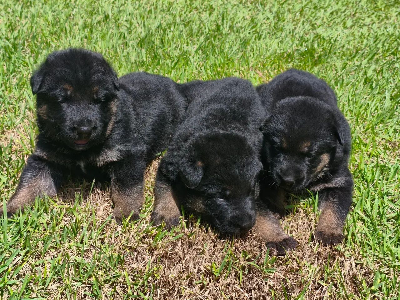 Filho De Pastor Alemão 