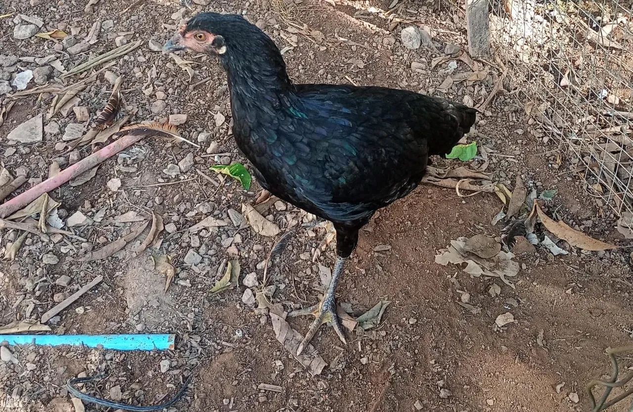 Vendo 4 Galinhas caipira  - Foto 2