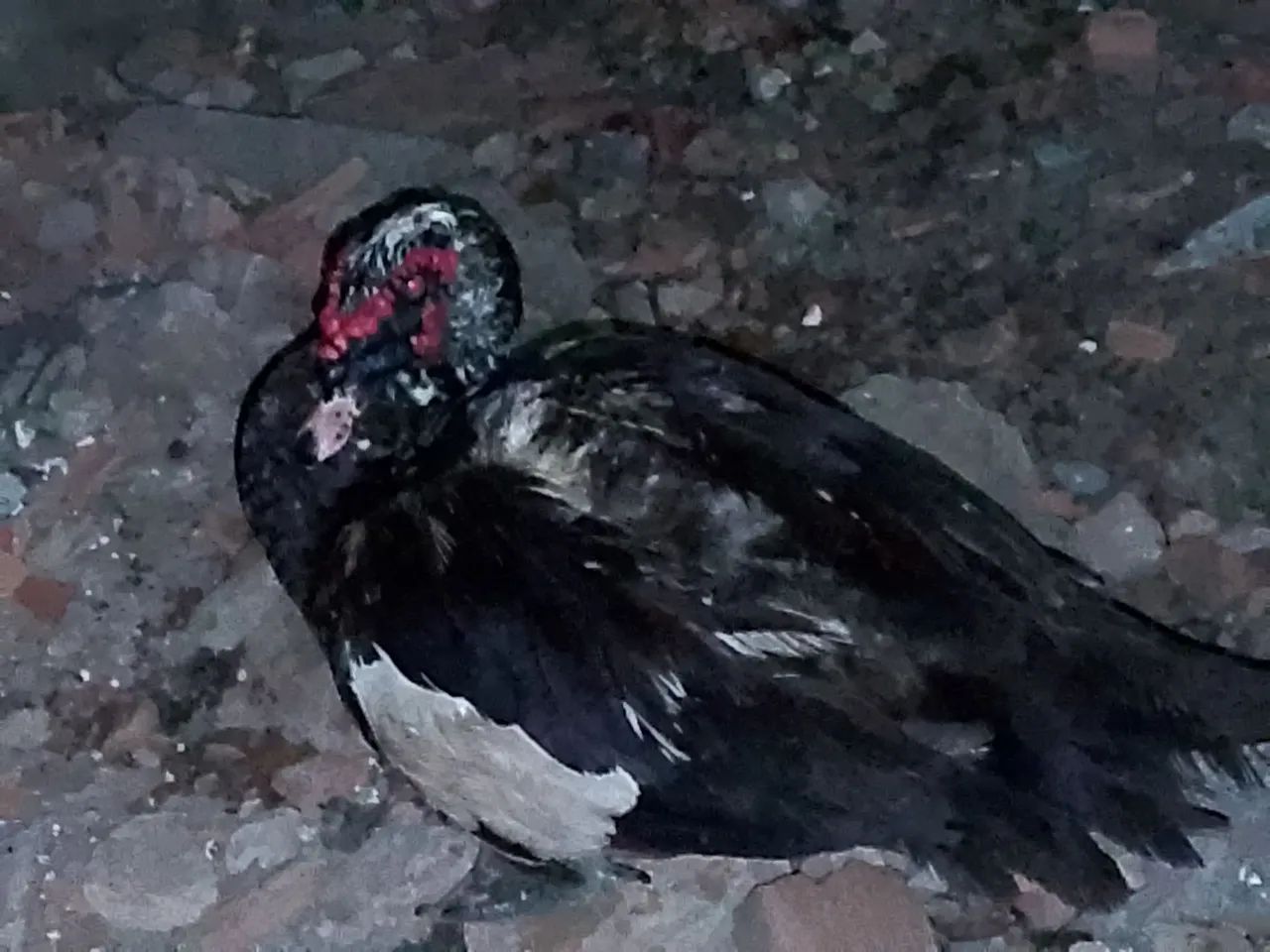 Patos - Foto 2