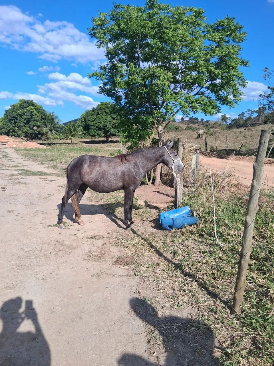 ÉGUA MANGALARGA 