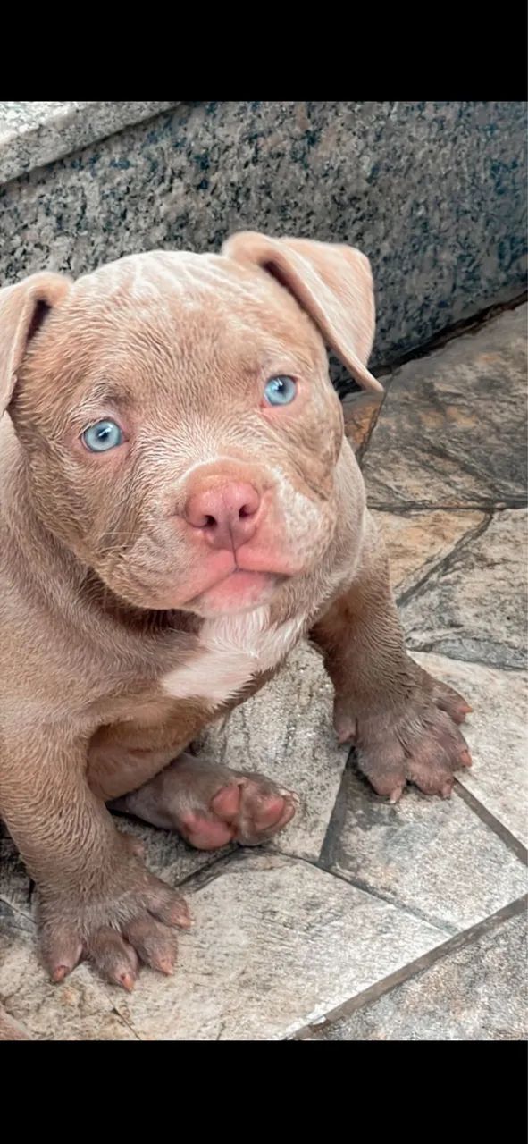 American Bully Micro  - Foto 3