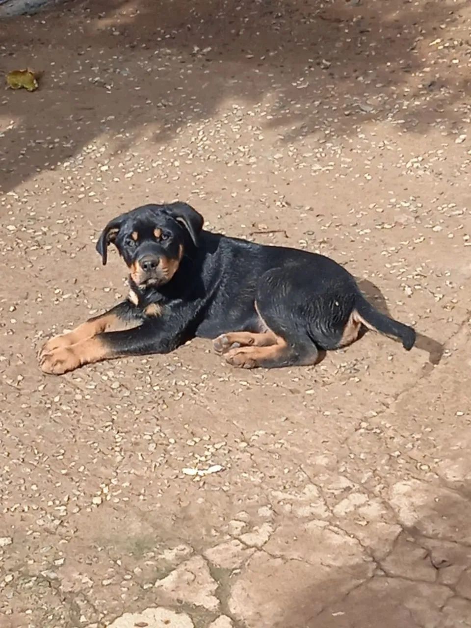 Rottweiler, Filhotes com Pedigree  - Foto 5