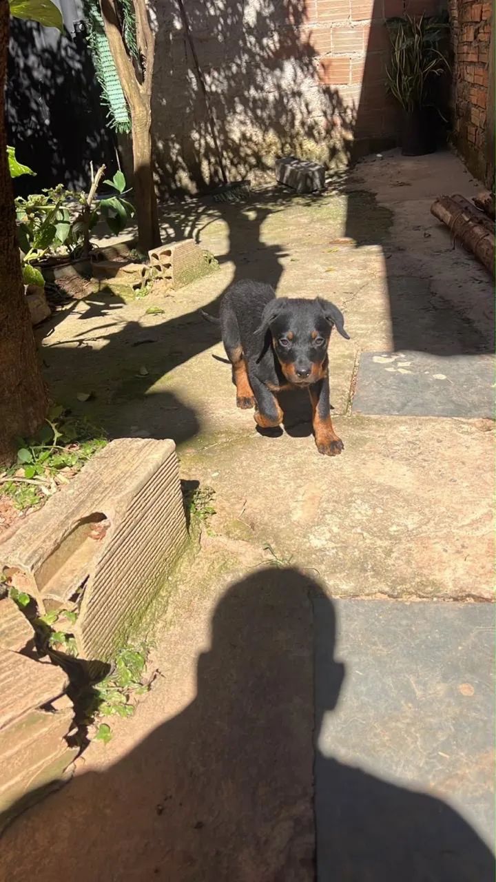 Rottweiler 