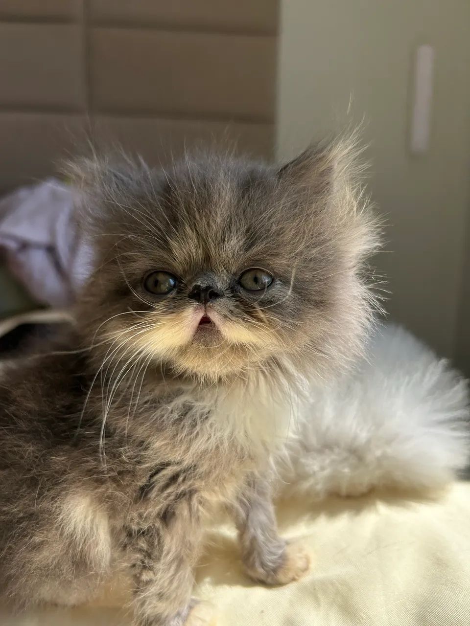Gato persa  - Foto 2