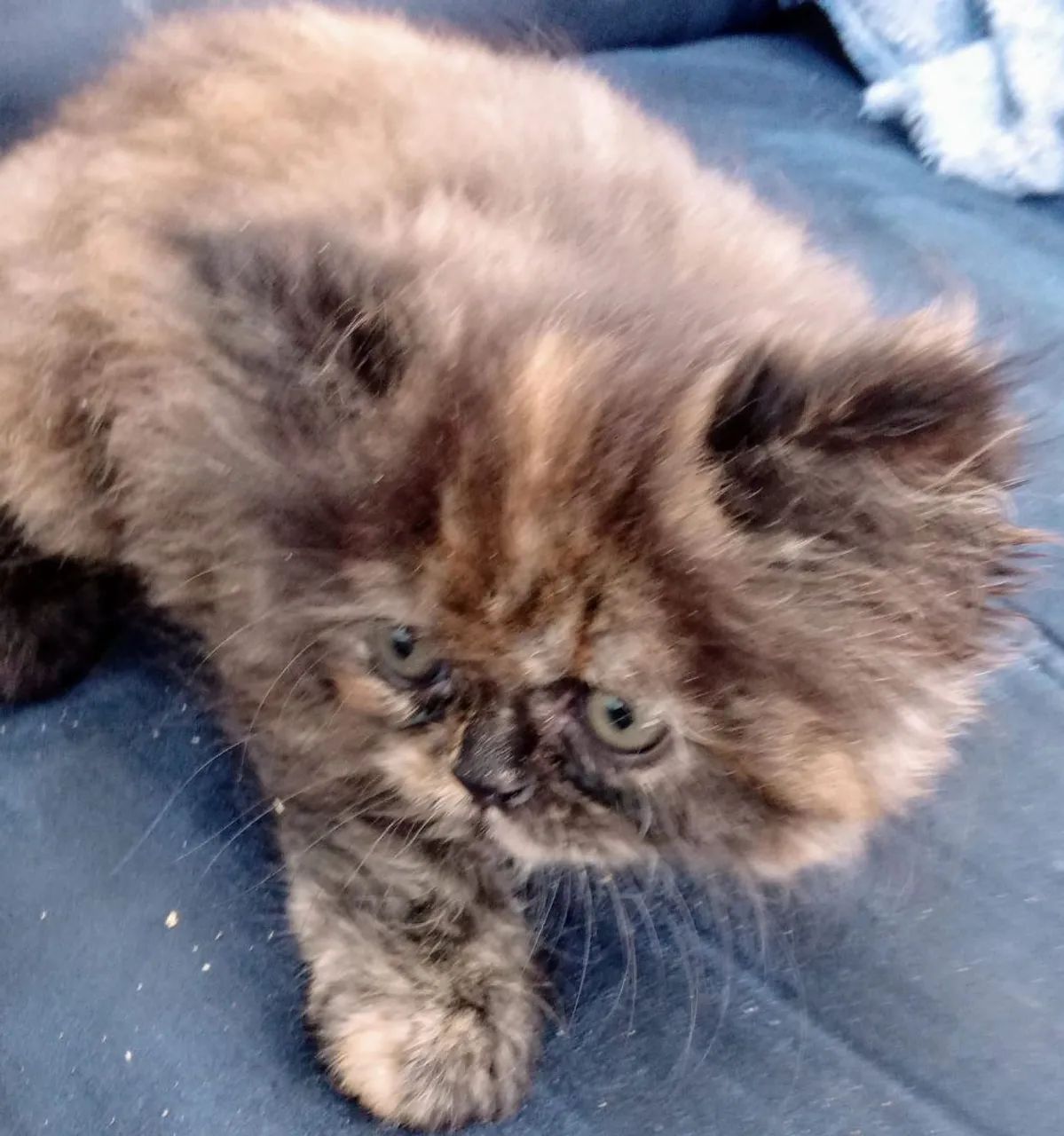 Gatinha Persa  - Foto 2