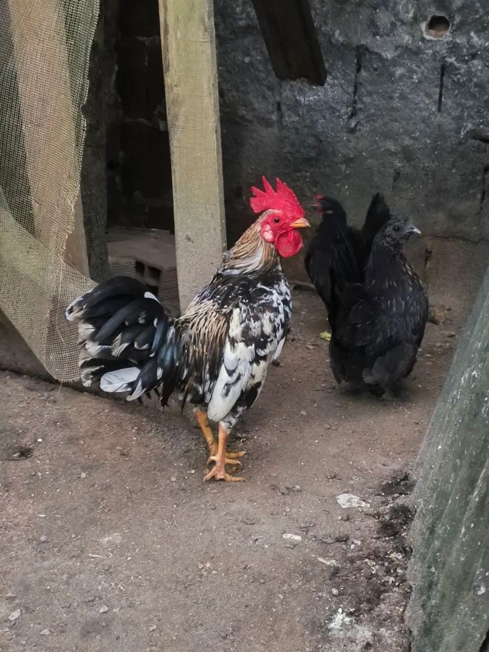 Galinhas garnisé 