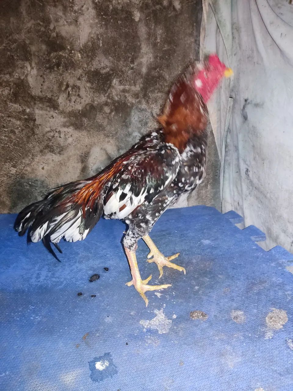 Mura - Foto 4