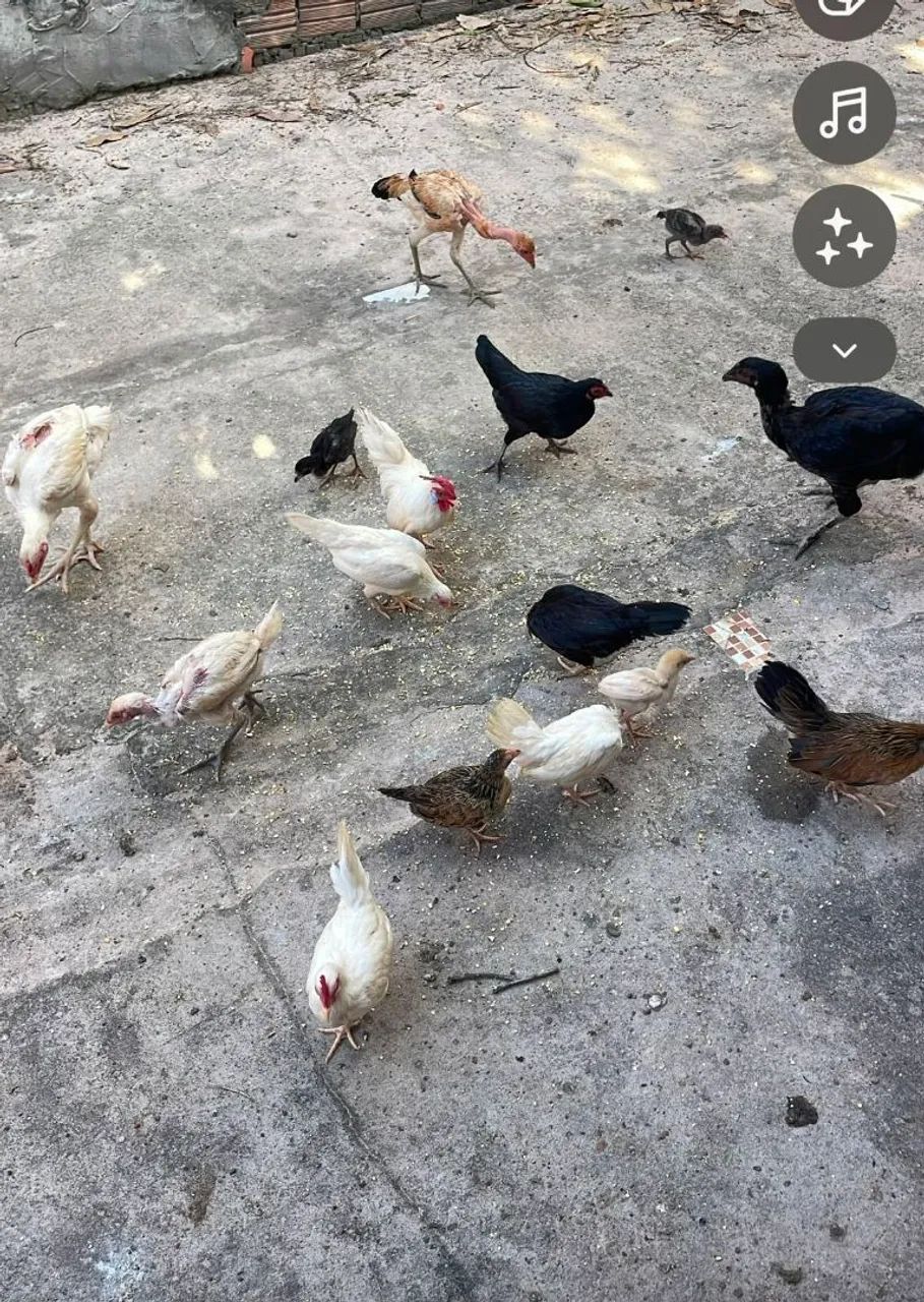Vende se galinha e galo garnizé  - Foto 3