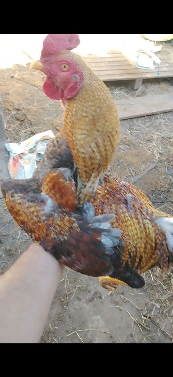 Frango  - Foto 4