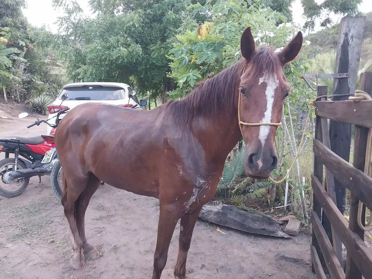 Vendo um cavalo manga larga marcha picada da idade de 5 anos andando muinto falar no zap   - Foto 5