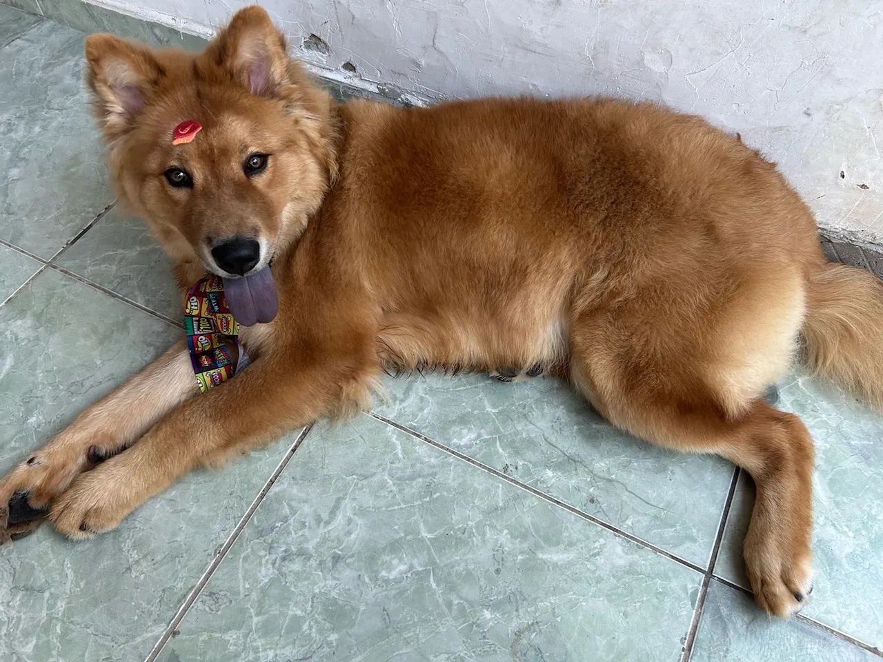 Cachorro Husky com Chow-Chow