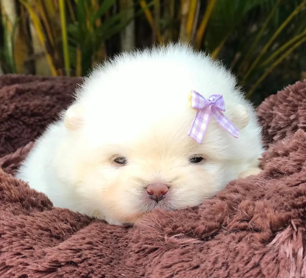 Spitz alemão  - Foto 4