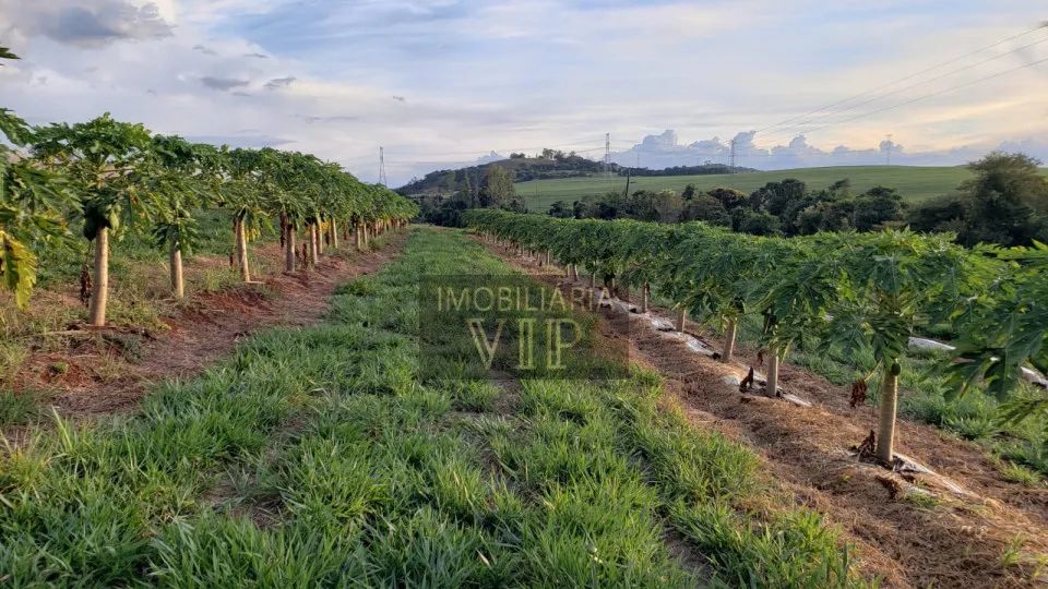 Zona Rural - Sítio Ipê Londrina - Foto 2