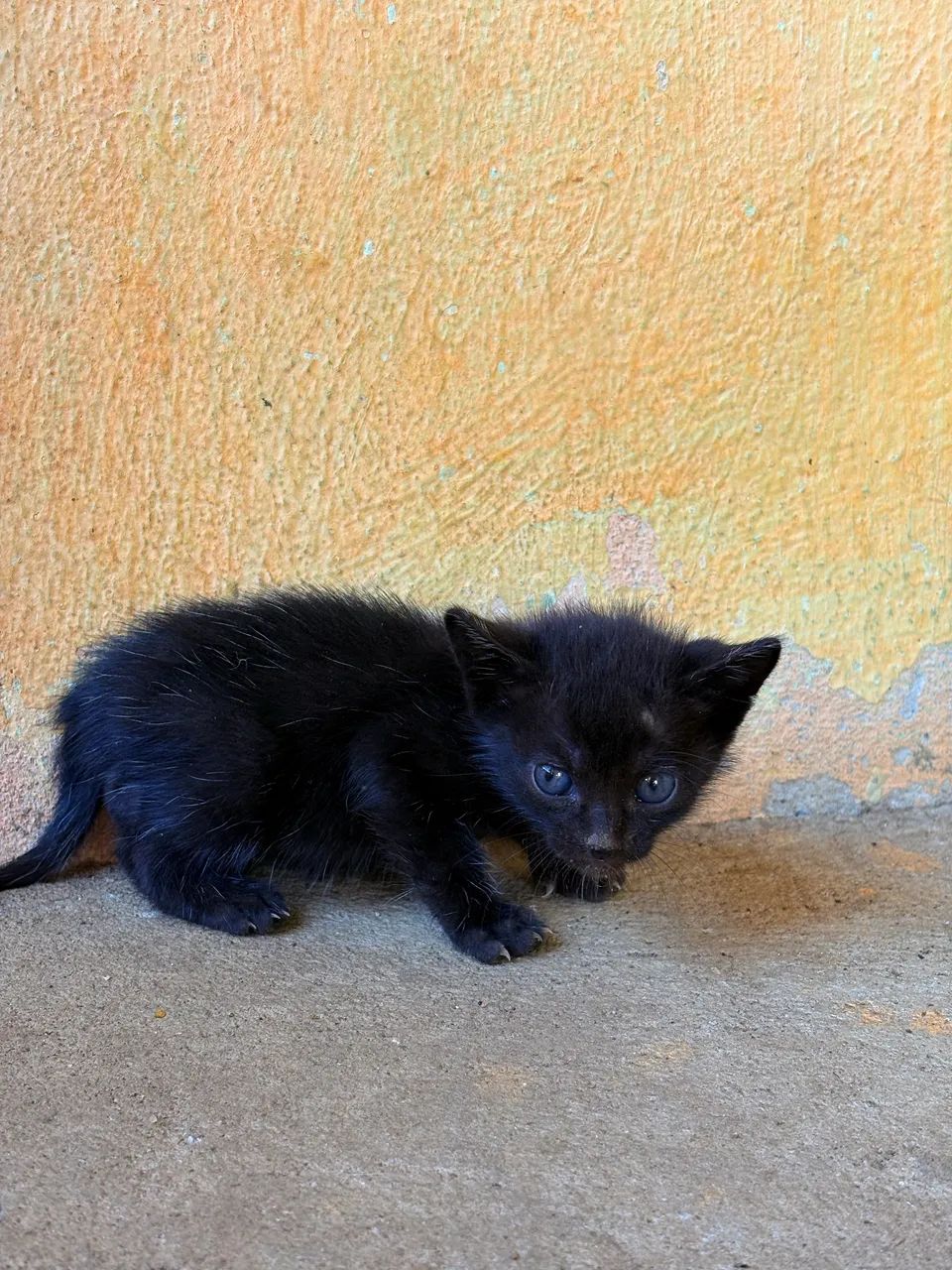 Gatinhos para adoção  - Foto 4
