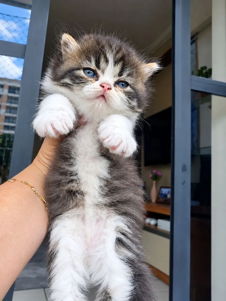 Gatinhos persas - Foto 2