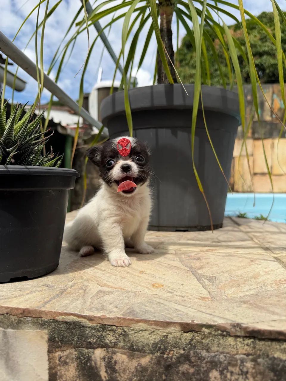 Chihuahuas - Foto 5