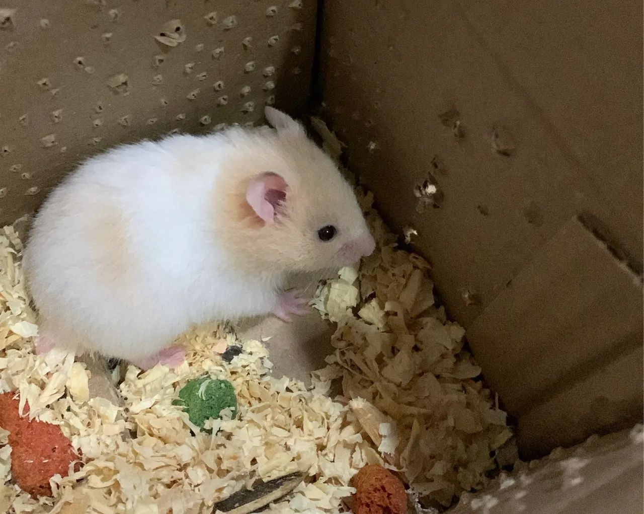 Vendo filhotes de hamster  - Foto 2