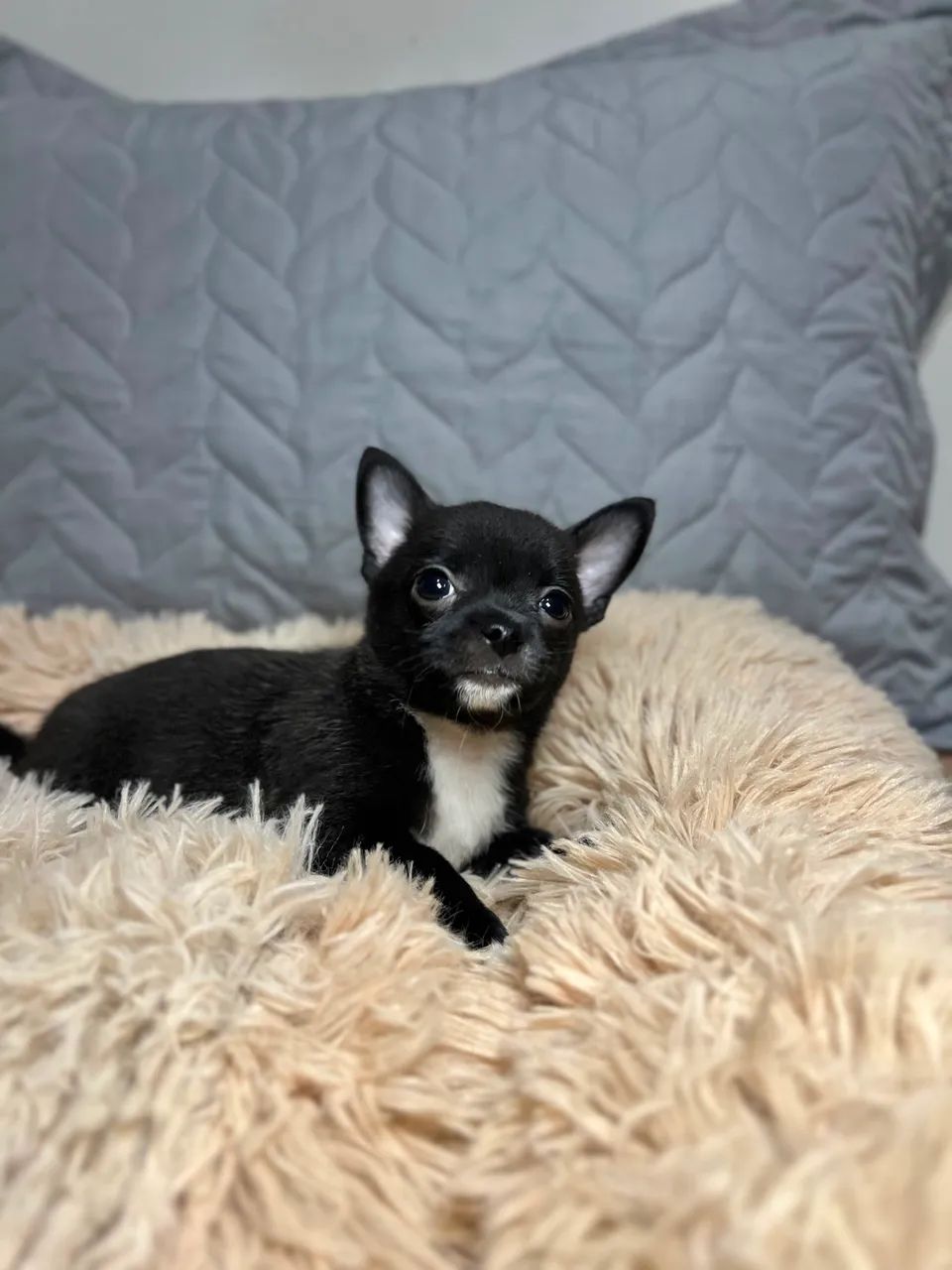 Chihuahua 