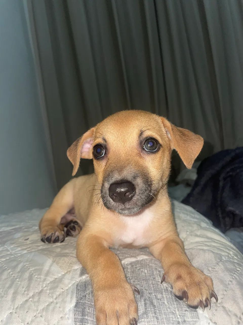Doação de cachorro salsicha  - Foto 2