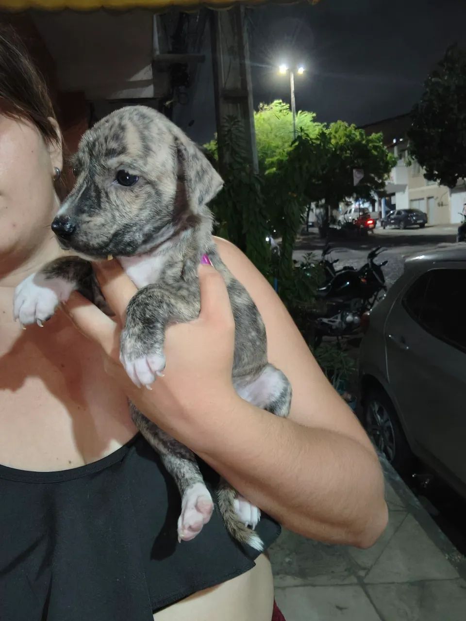 Cachorrinha  - Foto 3