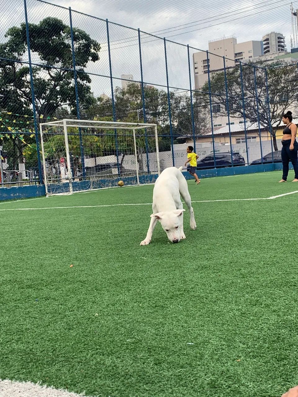 Doação de cachorro 