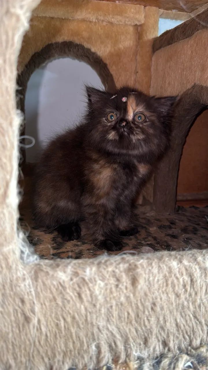 Gata fêmea persa 