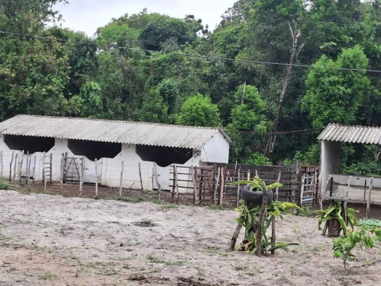 SITIO A VENDA EM MATA REDONDA/ALHANDRA - Foto 4