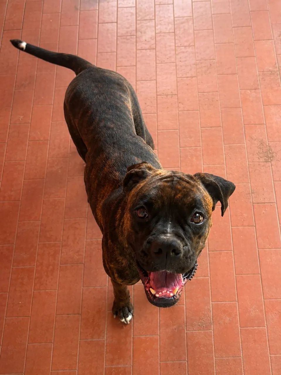 FILHOTES DE BOXER À VENDA