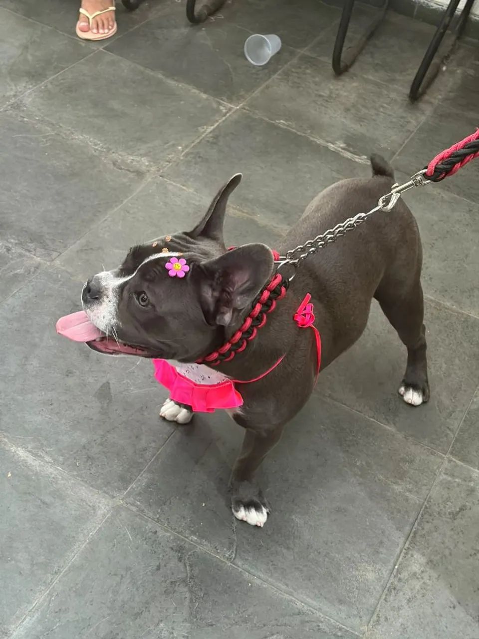 Cachorra American Billy  - Foto 2