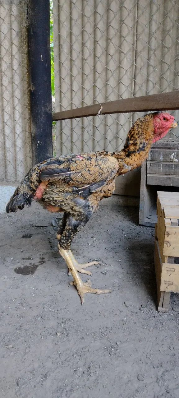 Galinha índio gigante  - Foto 4
