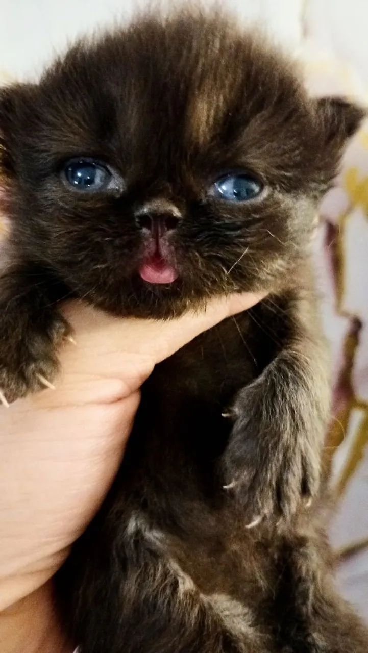 Gata persa pura