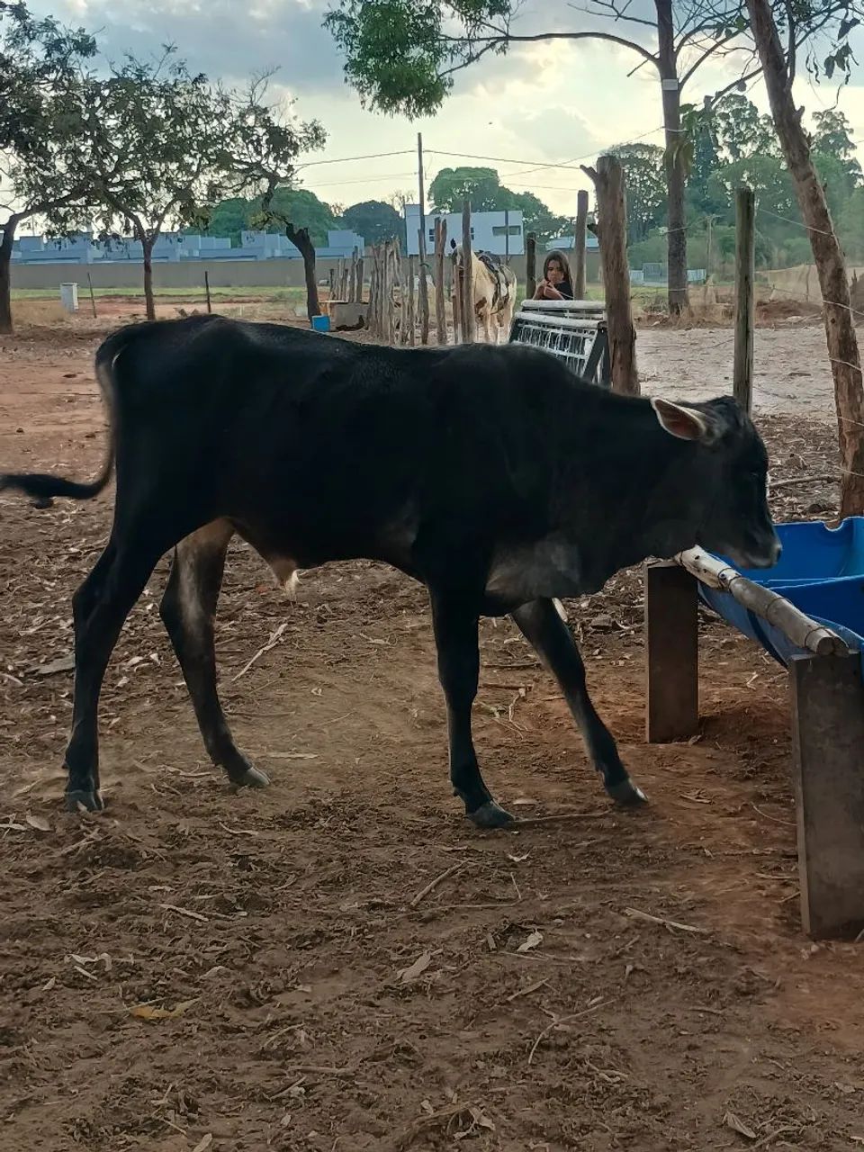 Bezerros e Bezerra  - Foto 5