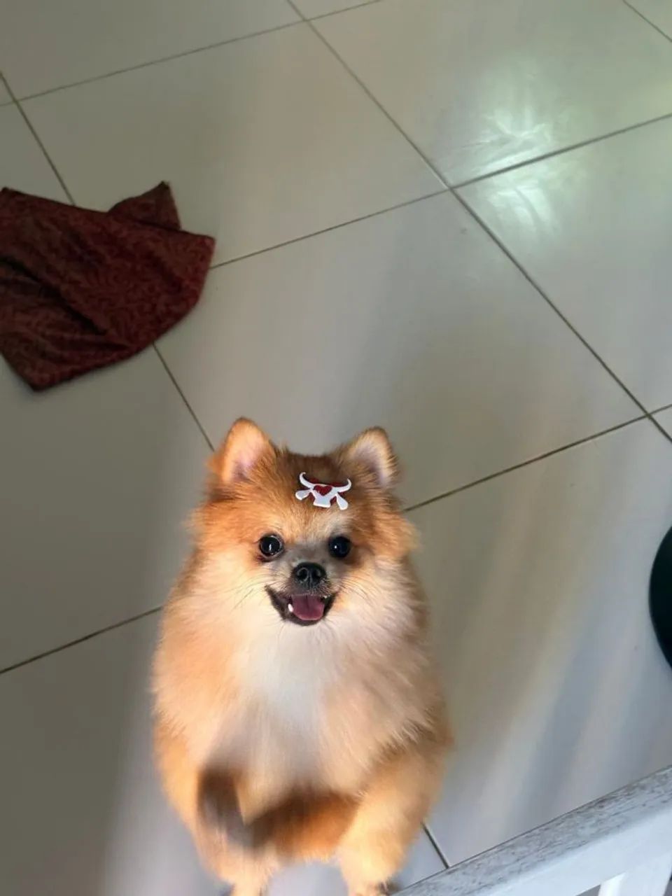 Spitz macho - Foto 4